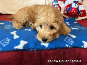 yellow female